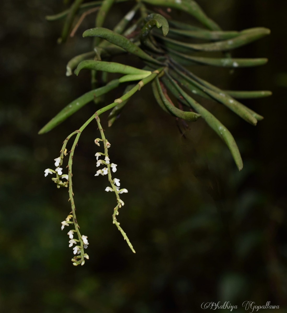 Schoenorchis tortifolia (Jayaw.) Garay